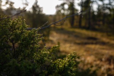 ardıç dalları koyu arka plan