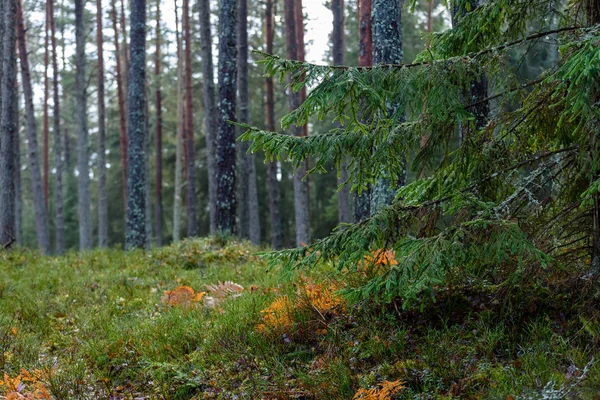 Spruce trädgrenar mot mörk bakgrund — Stockfoto