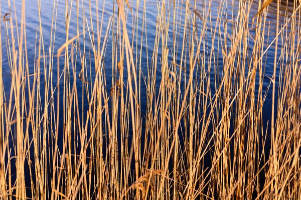 Herfst gras struisgras tegen de donkere achtergrond — Stockfoto