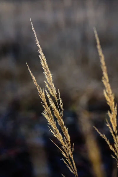 Autumn grass bents against dark background — Stock Photo, Image