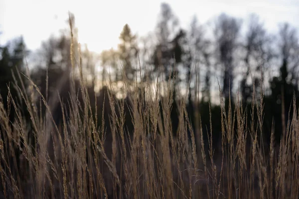 Herfst gras struisgras tegen de donkere achtergrond — Stockfoto