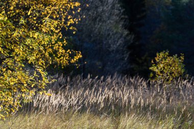 huş ağacı yaprakları ve dalları koyu arka plan