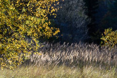 huş ağacı yaprakları ve dalları koyu arka plan