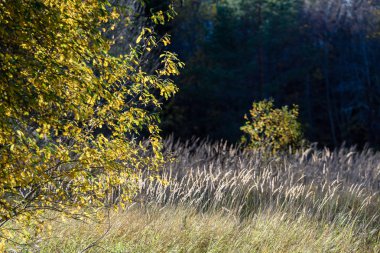 huş ağacı yaprakları ve dalları koyu arka plan
