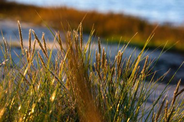 Sonbahar çimleri bents karşı günbatımı ışık koyu arka plan
