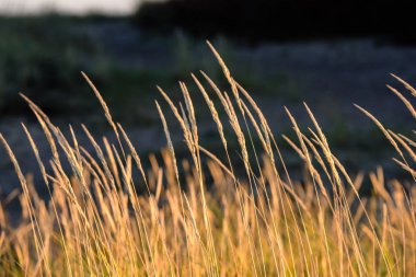 Sonbahar çimleri bents koyu arka plan