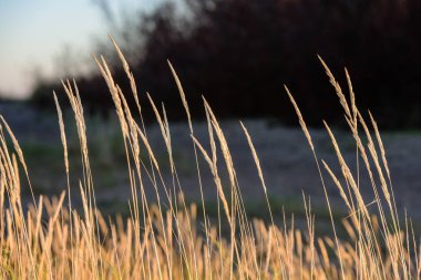 Sonbahar çimleri bents koyu arka plan