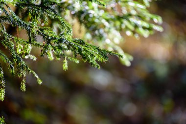 Ladin ağaç dalları koyu arka plan