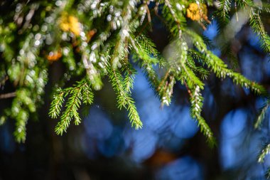 Ladin ağaç dalları koyu arka plan