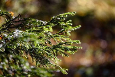 Ladin ağaç dalları koyu arka plan