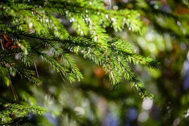 Ladin ağaç dalları koyu arka plan