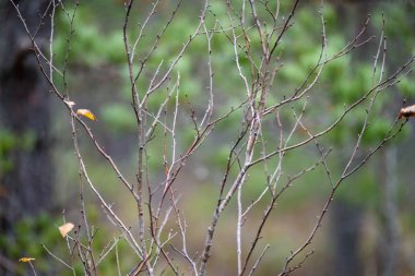 çıplak huş ağacı dalları sonbaharda karanlık bir arka plana dayanır