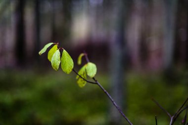 huş ağacı yaprakları ve dalları koyu arka plan