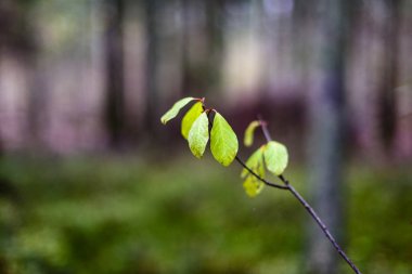 huş ağacı yaprakları ve dalları koyu arka plan
