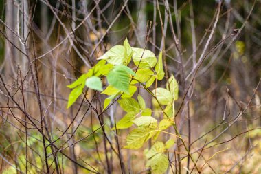 huş ağacı yaprakları ve dalları koyu arka plan