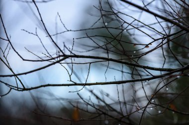 çıplak huş ağacı dalları sonbaharda karanlık bir arka plana dayanır