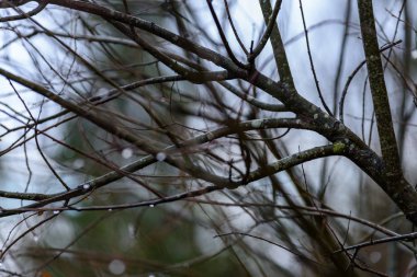 çıplak huş ağacı dalları sonbaharda karanlık bir arka plana dayanır