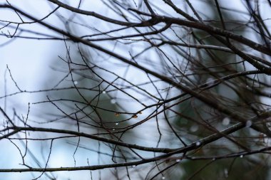 çıplak huş ağacı dalları sonbaharda karanlık bir arka plana dayanır