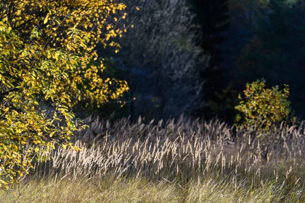 huş ağacı yaprakları ve dalları koyu arka plan