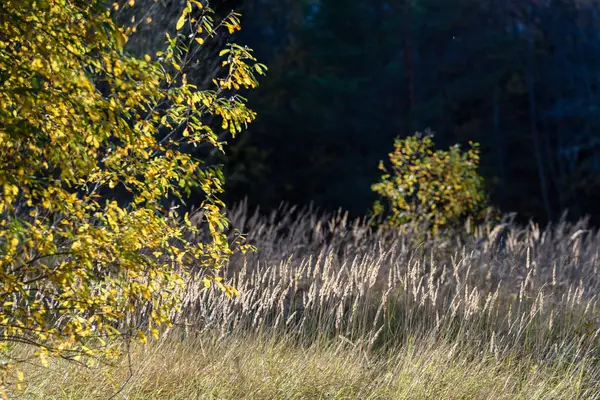 huş ağacı yaprakları ve dalları koyu arka plan