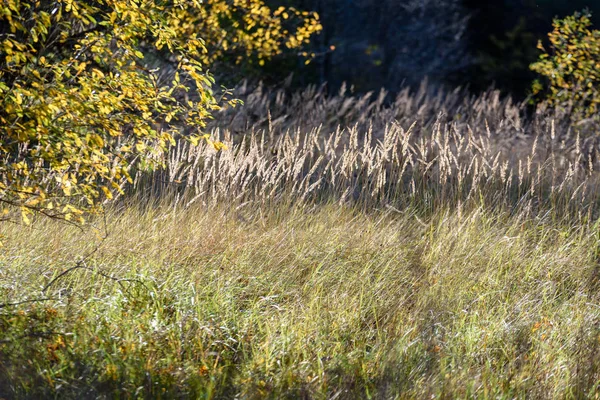 huş ağacı yaprakları ve dalları koyu arka plan