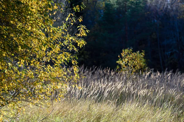 huş ağacı yaprakları ve dalları koyu arka plan