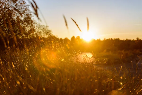 Autumn grass bents against dark background in sunset light. gold — Stock Photo, Image