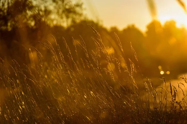 Herfst gras struisgras tegen de donkere achtergrond in zonsondergang licht. goud — Stockfoto