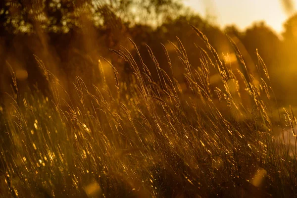 Autunno erba si piega contro sfondo scuro in luce del tramonto. oro — Foto Stock