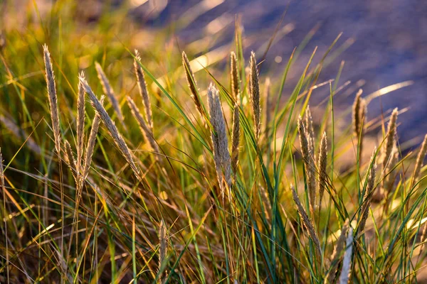 Sonbahar çimleri bents koyu arka plan