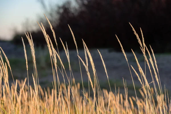 Sonbahar çimleri bents koyu arka plan