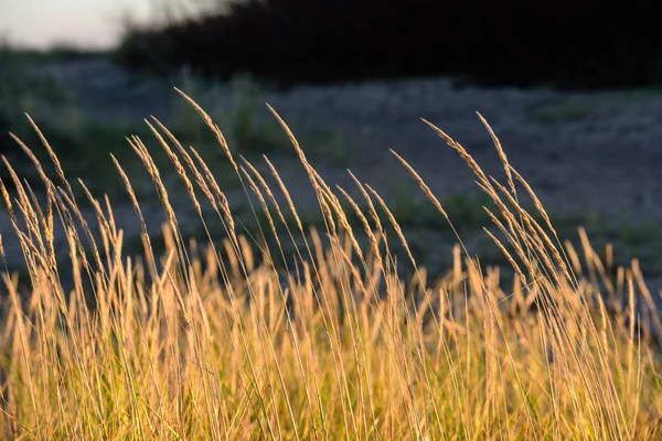 Sonbahar çimleri bents koyu arka plan