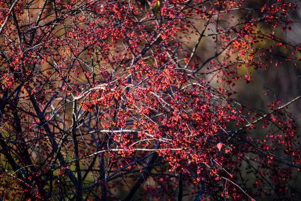 Bayas de rowan árbol contra fondo oscuro —  Fotos de Stock