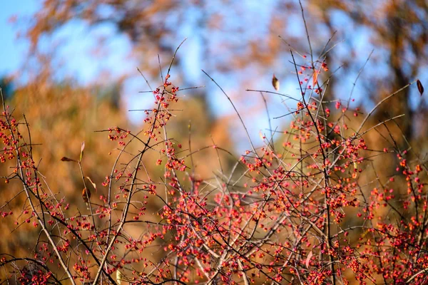 Bayas de rowan árbol contra fondo oscuro — Foto de Stock