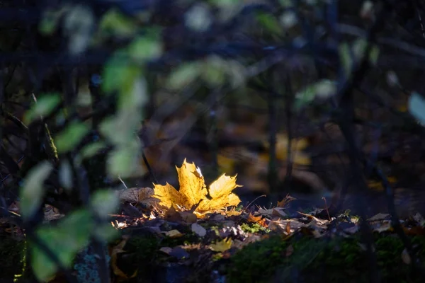 Blätter und Äste von Birken vor dunklem Hintergrund — Stockfoto