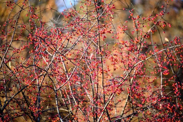 Rowan ağacı meyveleri koyu arka plan — Stok fotoğraf
