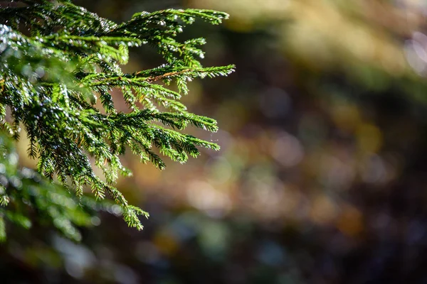 Spruce trädgrenar mot mörk bakgrund — Stockfoto