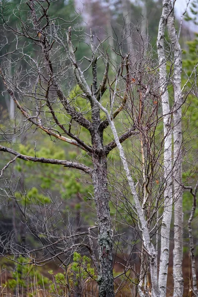 Ветви обнаженного дерева на темном фоне — стоковое фото