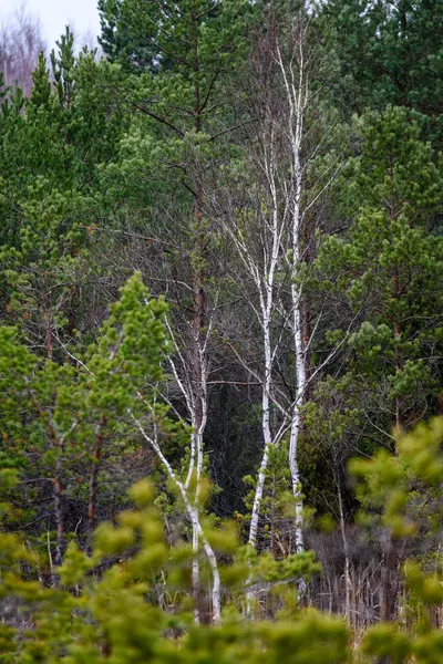 Branches d'arbres nues sur fond sombre — Photo