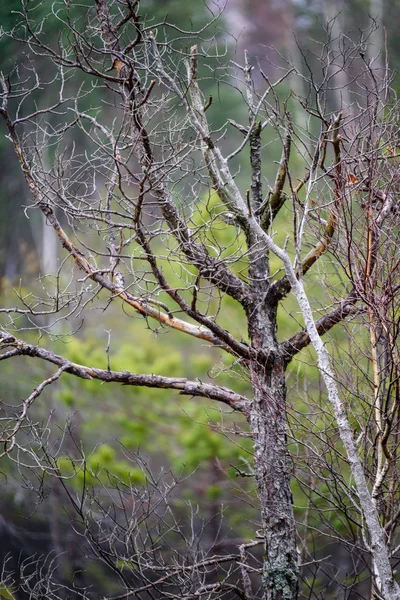 Meztelen fa ágai sötét háttér — Stock Fotó