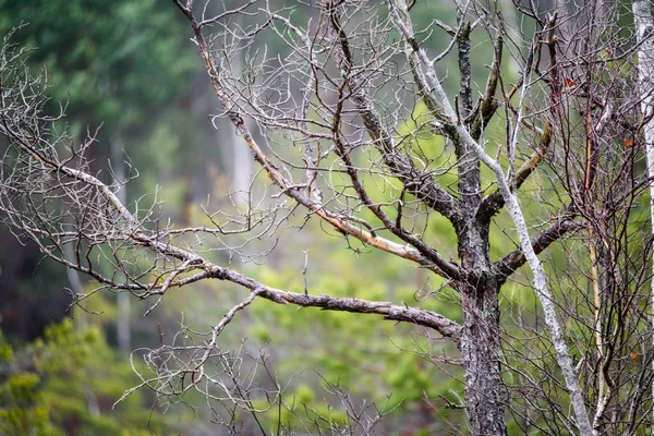 어두운 배경 벗은 나뭇가지 — 스톡 사진