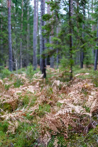 Herbstliches Gras biegt sich vor dunklem Hintergrund — Stockfoto