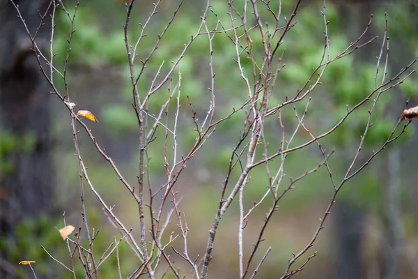 çıplak huş ağacı dalları sonbaharda karanlık bir arka plana dayanır