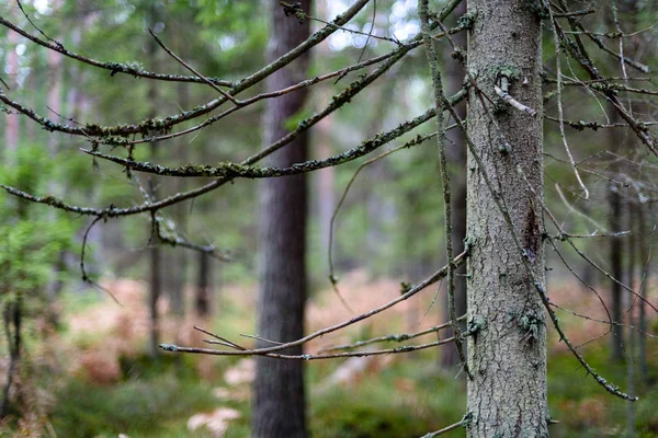 Ladin ağaç dalları koyu arka plan