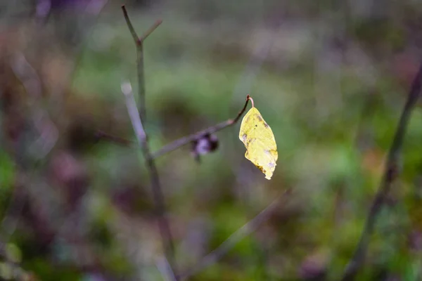 Birch tree leaves and branches against dark background — Stock Photo, Image