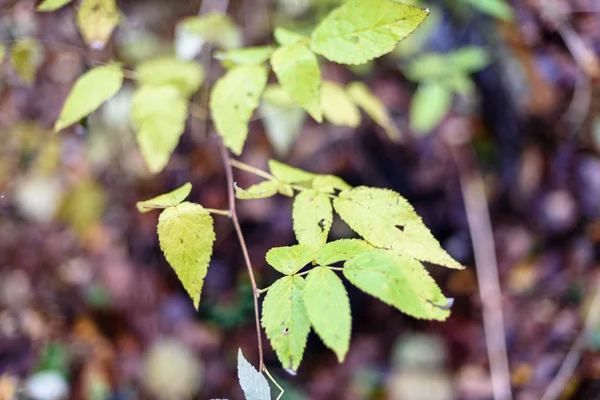 Листья березы и ветви на темном фоне — стоковое фото
