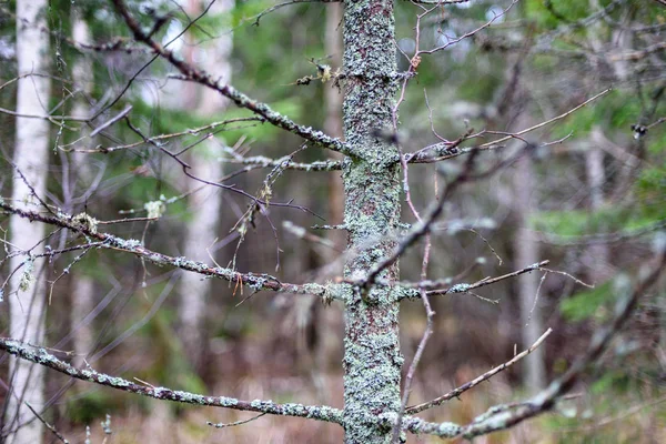Meztelen fa ágai sötét háttér — Stock Fotó
