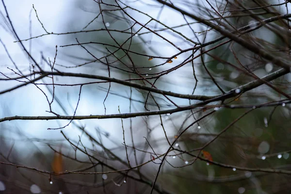 어두운 배경에서 벌 거 벗은 자작나무 나뭇가지 — 스톡 사진