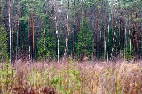 Borových větví proti tmavým pozadím — Stock fotografie