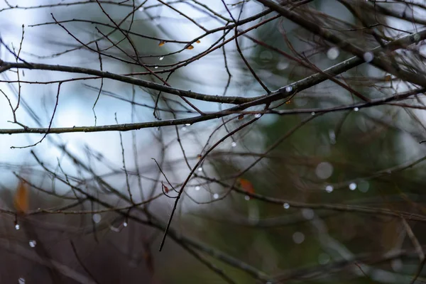 Naakte berk takken in de herfst tegen de donkere achtergrond — Stockfoto